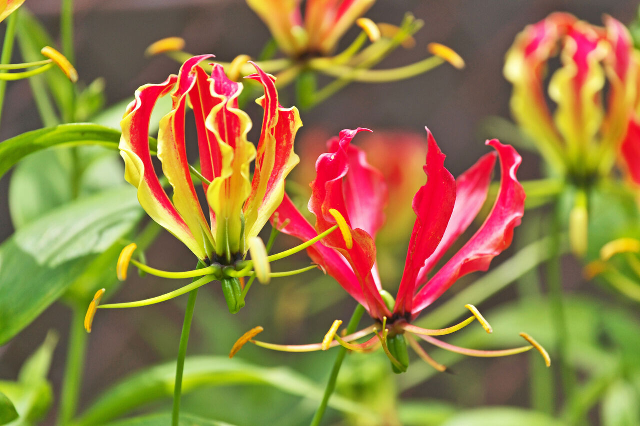 情熱のグロリオサの花言葉は？ | FLOWER｜かわいい花束を【送料無料