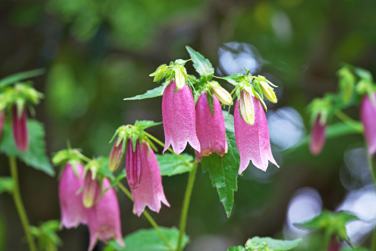 かわいらしいホタルブクロの花言葉は？ | FLOWER｜かわいい花束を