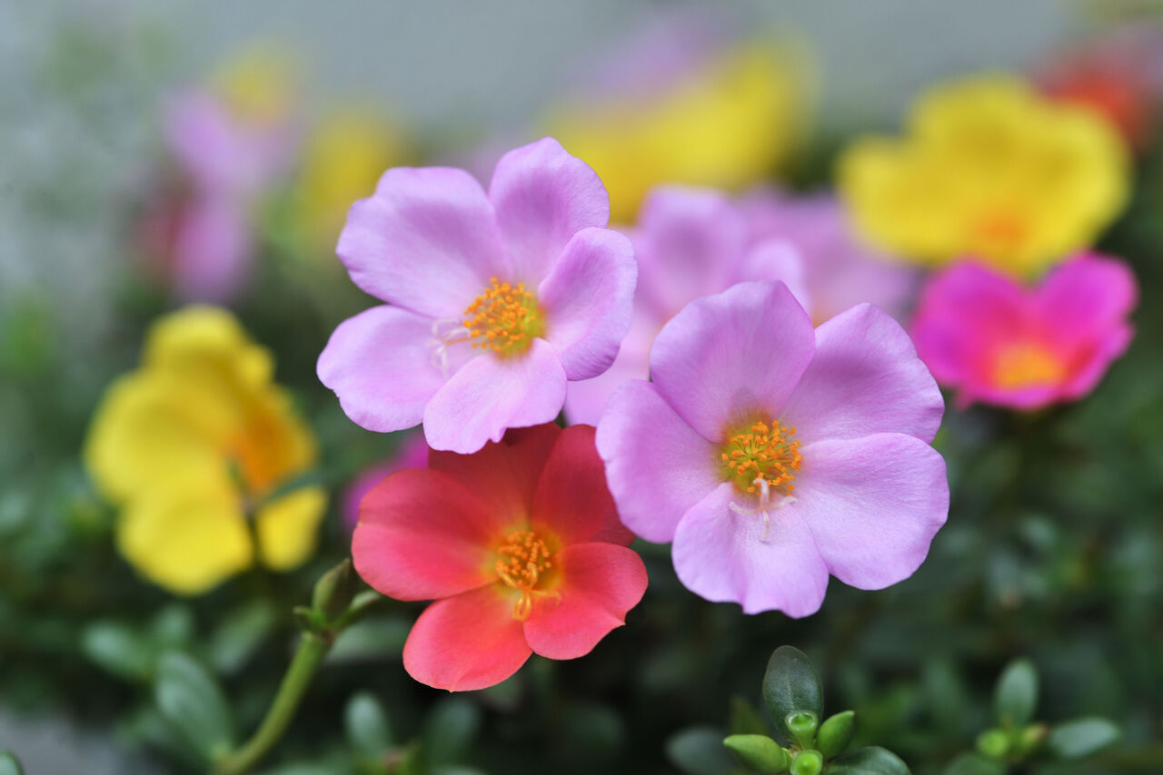 小さくて可憐なポーチュラカの花言葉をご紹介！魅力やプ