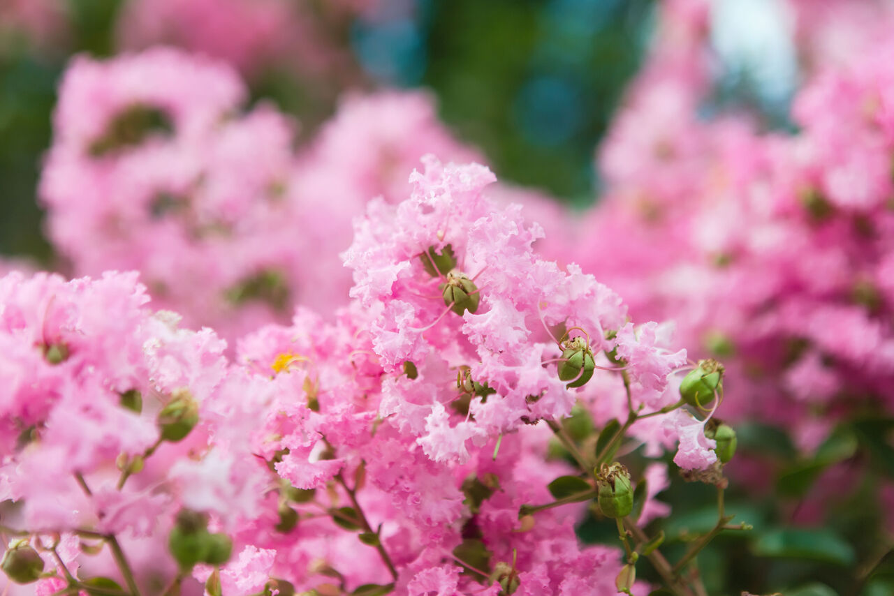 街路樹のサルスベリの花言葉をご紹介！ | FLOWER｜かわいい花束を