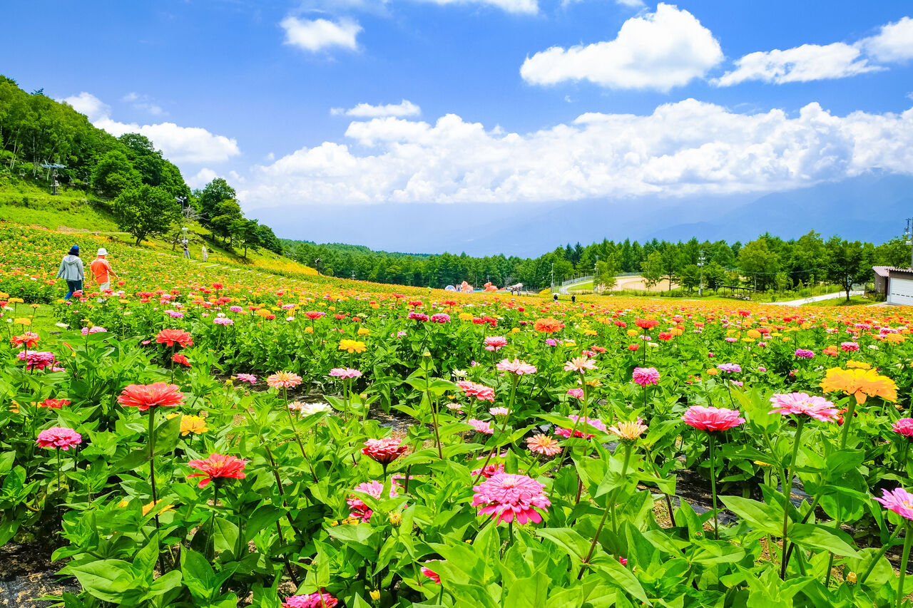 large_34d5b3db-b090-42b8-94a8-