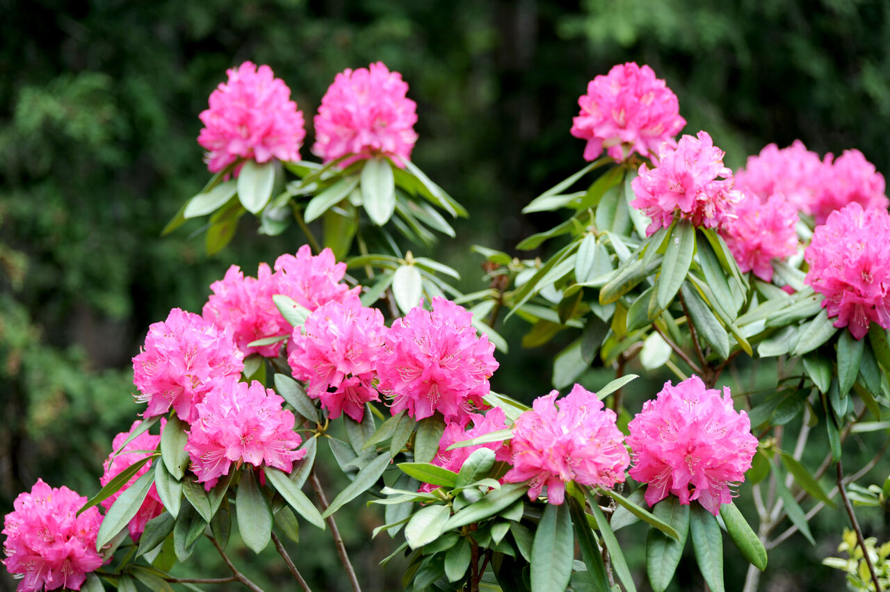 高山に咲くシャクナゲ！花言葉や特徴をご紹介します！ | FLOWER