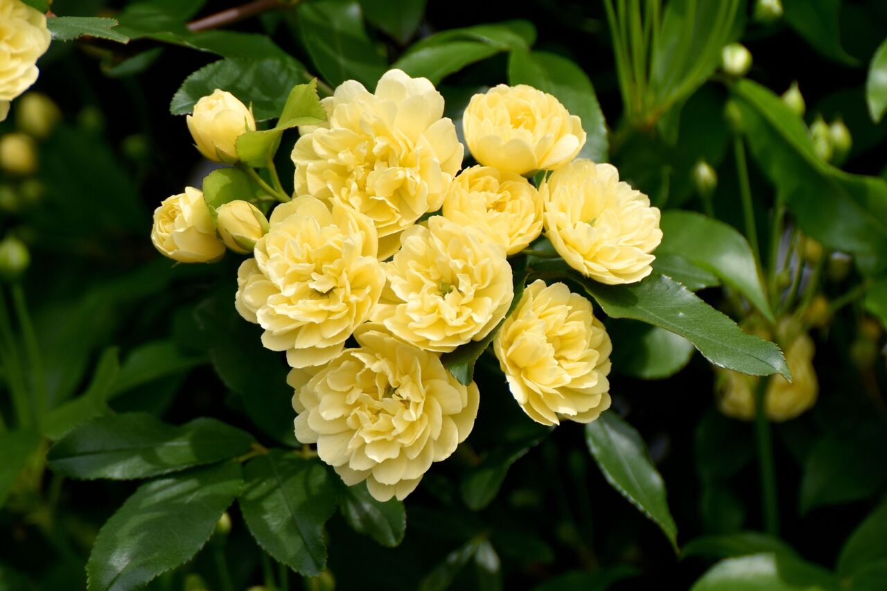 モッコウバラの花言葉は？もこもこなお花のモッコウバラ | FLOWER