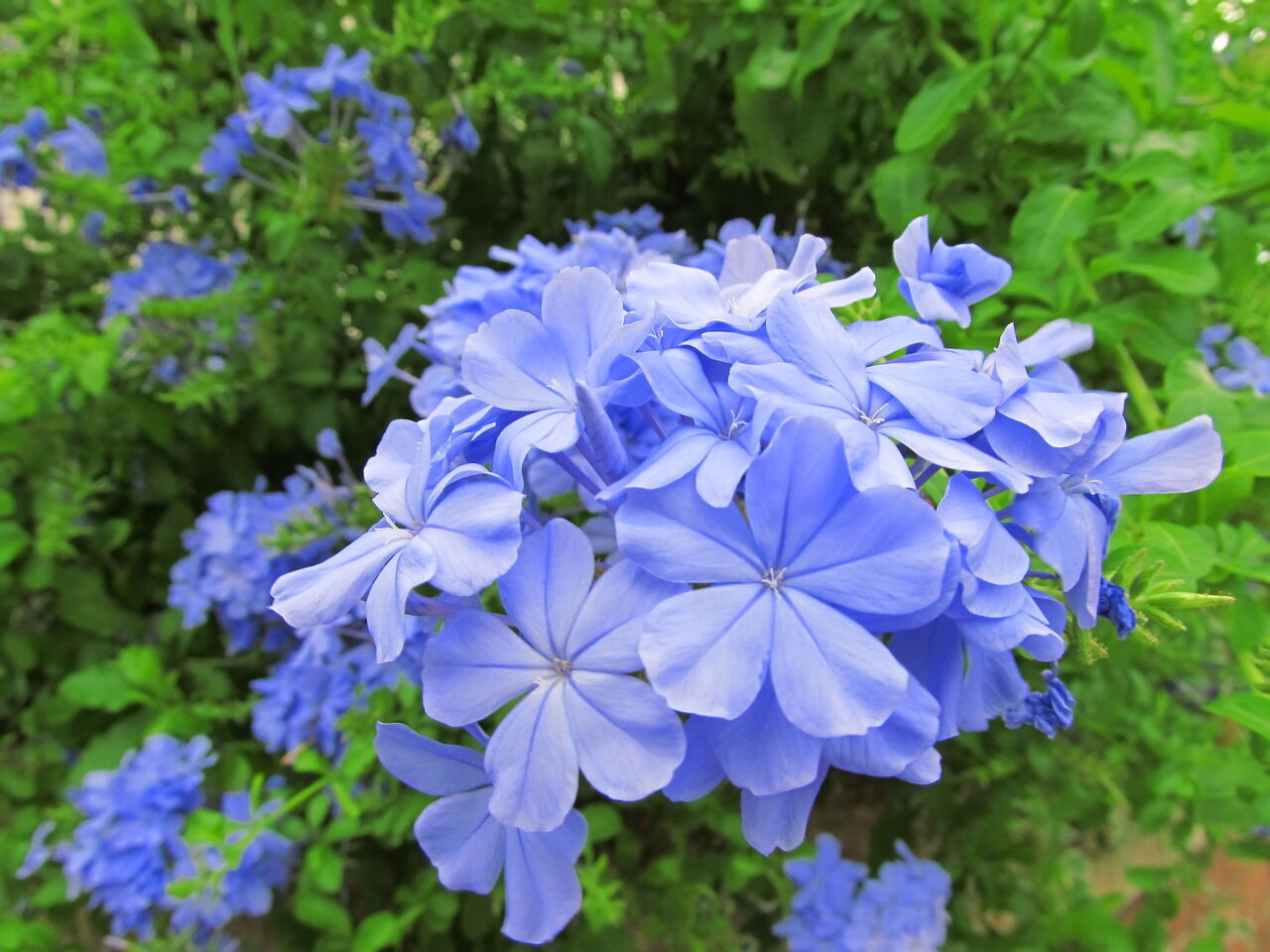 瑠璃の花とはどんな植物？代表種や花言葉の真相と育て方を徹底解説