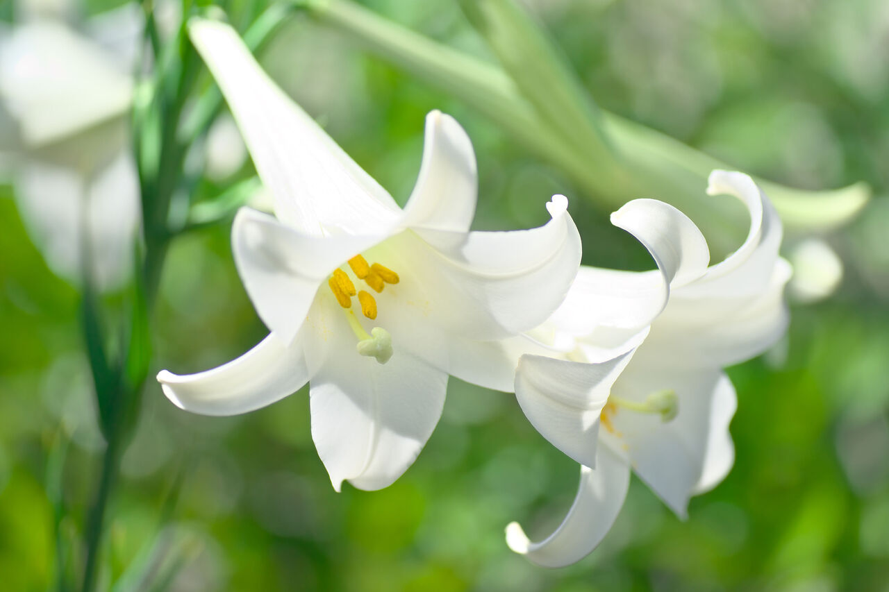 おかあさん シンテッポウユリ　鉄砲百合　百合　生花　切り花 おかあさん様専用 シンテッポウユリ 鉄砲百合 百合 生花 切り花