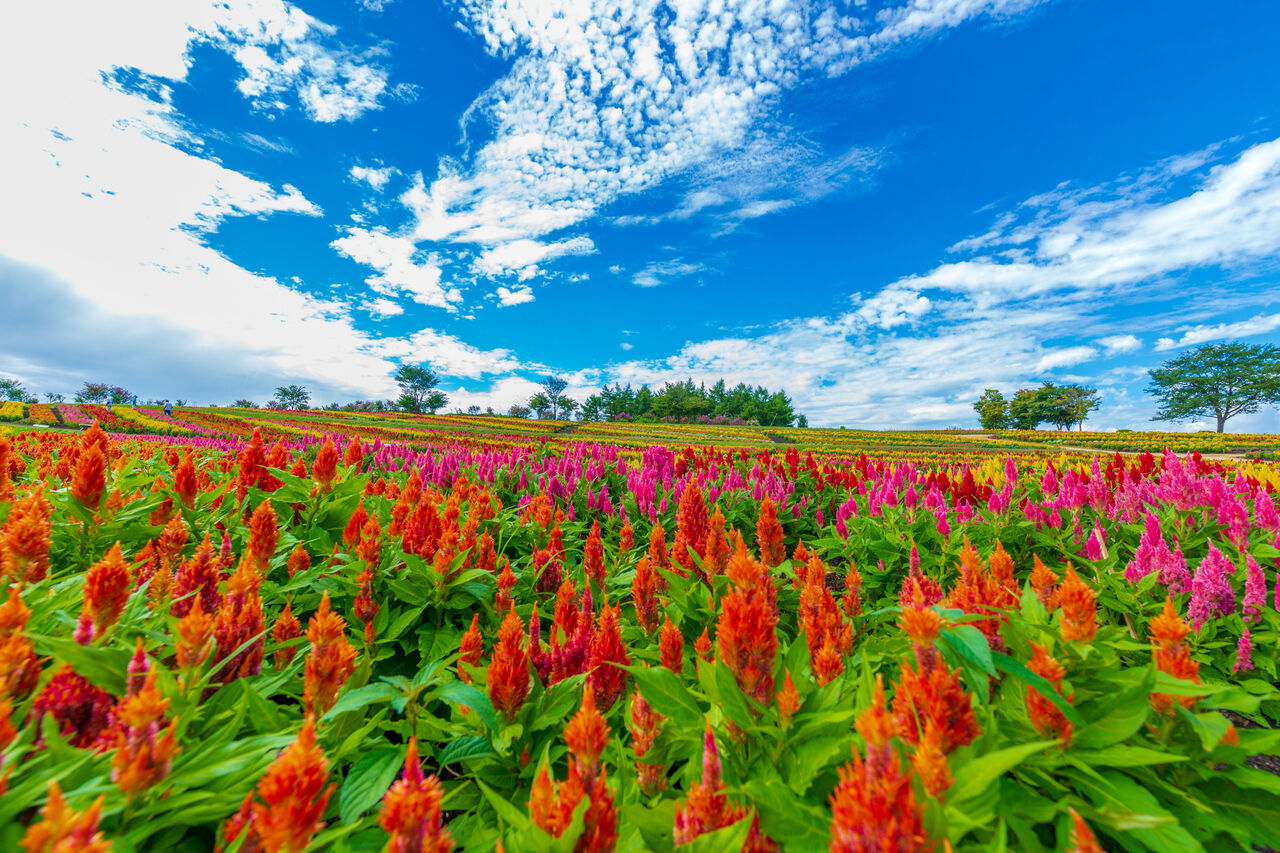 ケイトウの花言葉は？色ごとの花言葉や特徴をご紹介！ | FLOWER