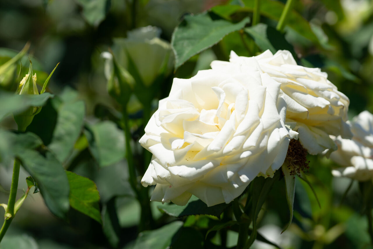白いバラの花言葉は？花言葉を知って素敵なギフトを贈ろ