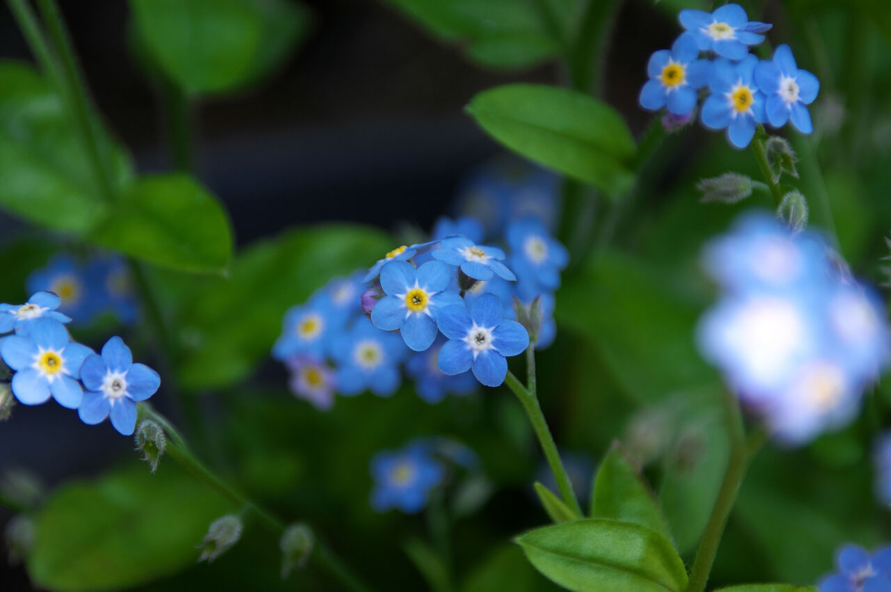 ワスレナグサの花言葉は？ポジティブなイメージの花言葉 | FLOWER