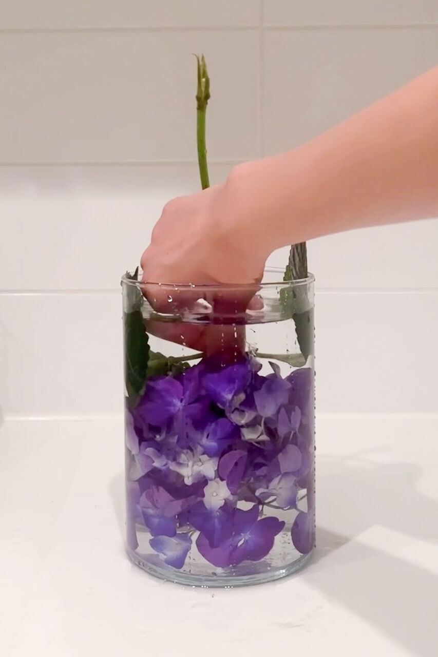 紫陽花 水揚げ