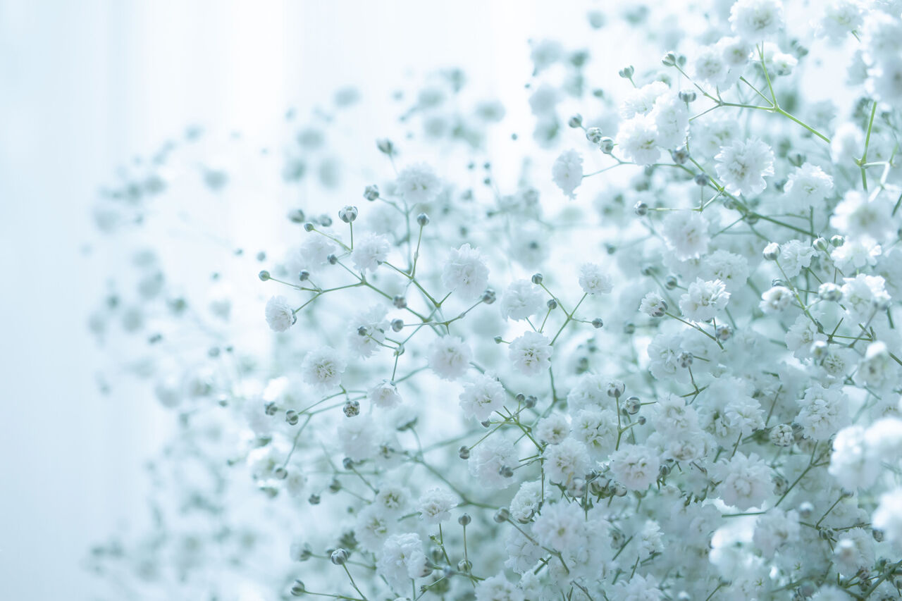 かすみ 草 花 言葉