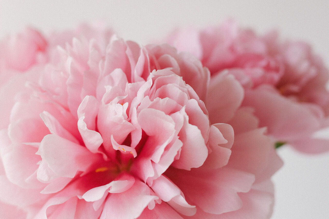 芍薬のお世話方法は？花が咲かない原因や長く楽しむコツ | FLOWER