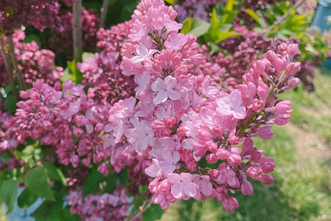 やさしく香るライラックのお世話方法をご紹介 | FLOWER｜かわいい花束