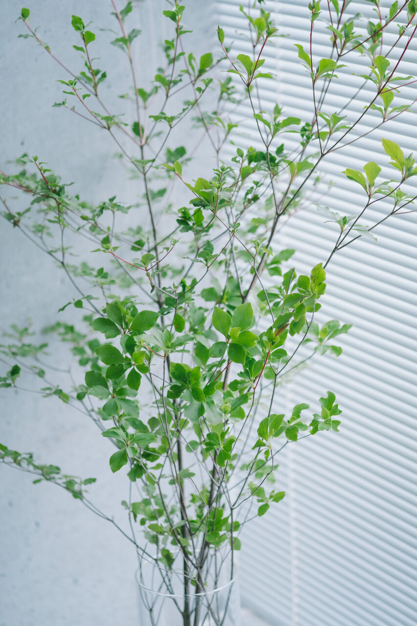 ドウダンツツジ 確認用 ドウダンツツジ 確認用