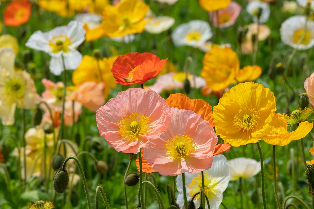 ポピーの花言葉は？色ごとにも花言葉がある！？ | FLOWER｜かわいい
