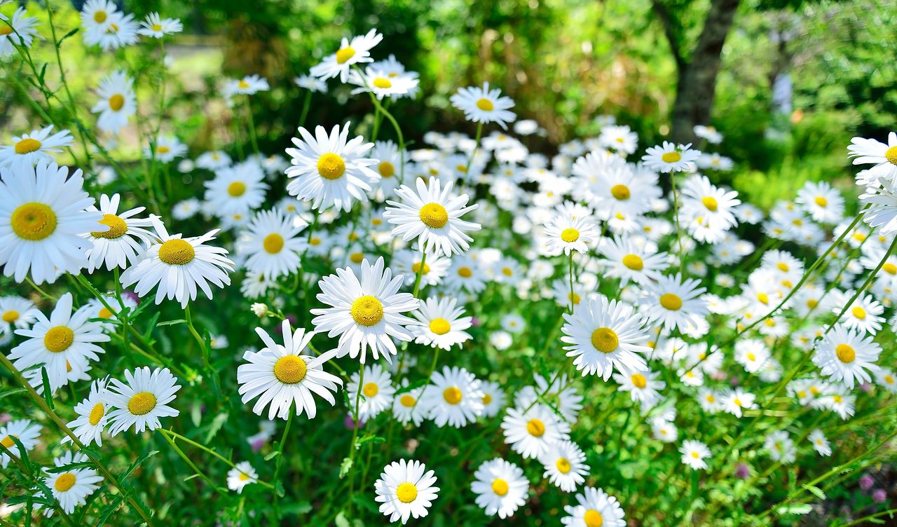 デイジーの花言葉をご紹介！色ごとにも花言葉がある！？ | FLOWER