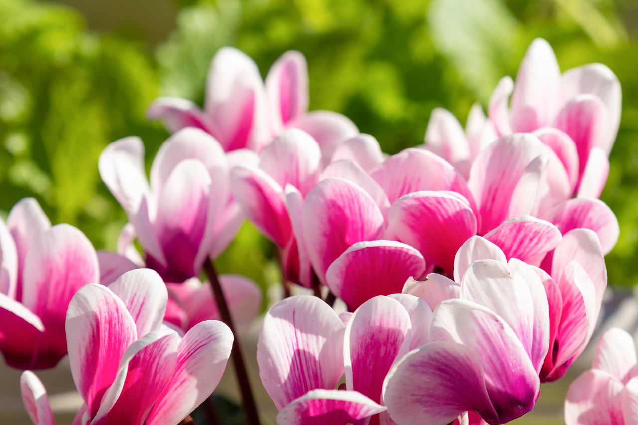 シクラメンの花言葉は？色ごとの花言葉もご紹介！ | FLOWER｜かわいい
