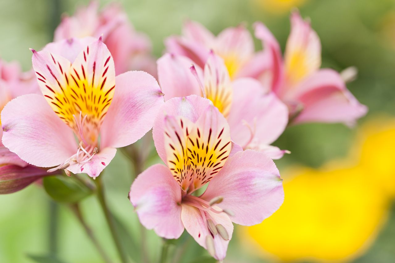 アルストロメリアの花言葉をご紹介！色別の花言葉も合わ | FLOWER