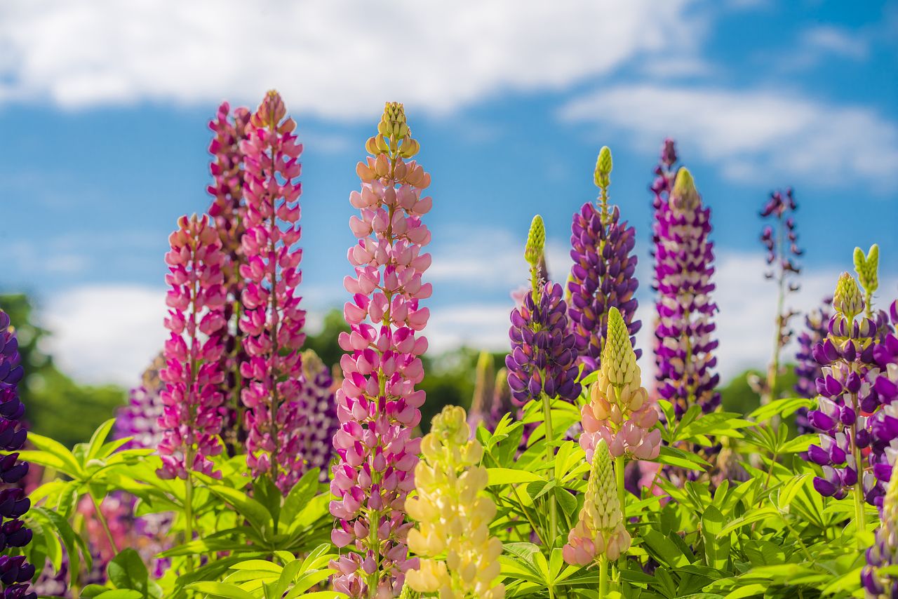 ルピナスの花言葉をご紹介！色ごとの花言葉も解説 | FLOWER｜かわいい