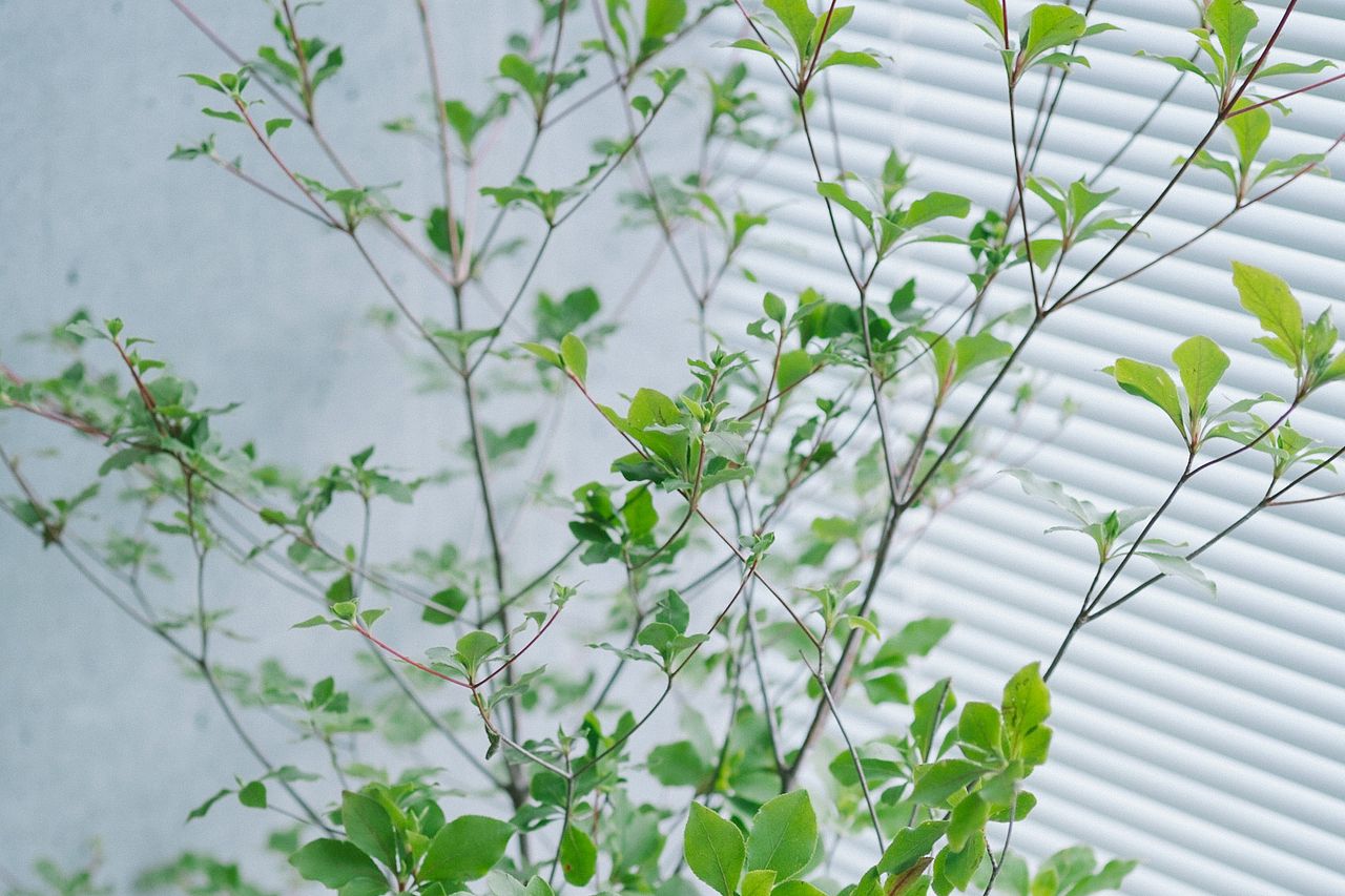 清涼感たっぷり。ドウダンツツジのお世話方法 | FLOWER｜かわいい花束