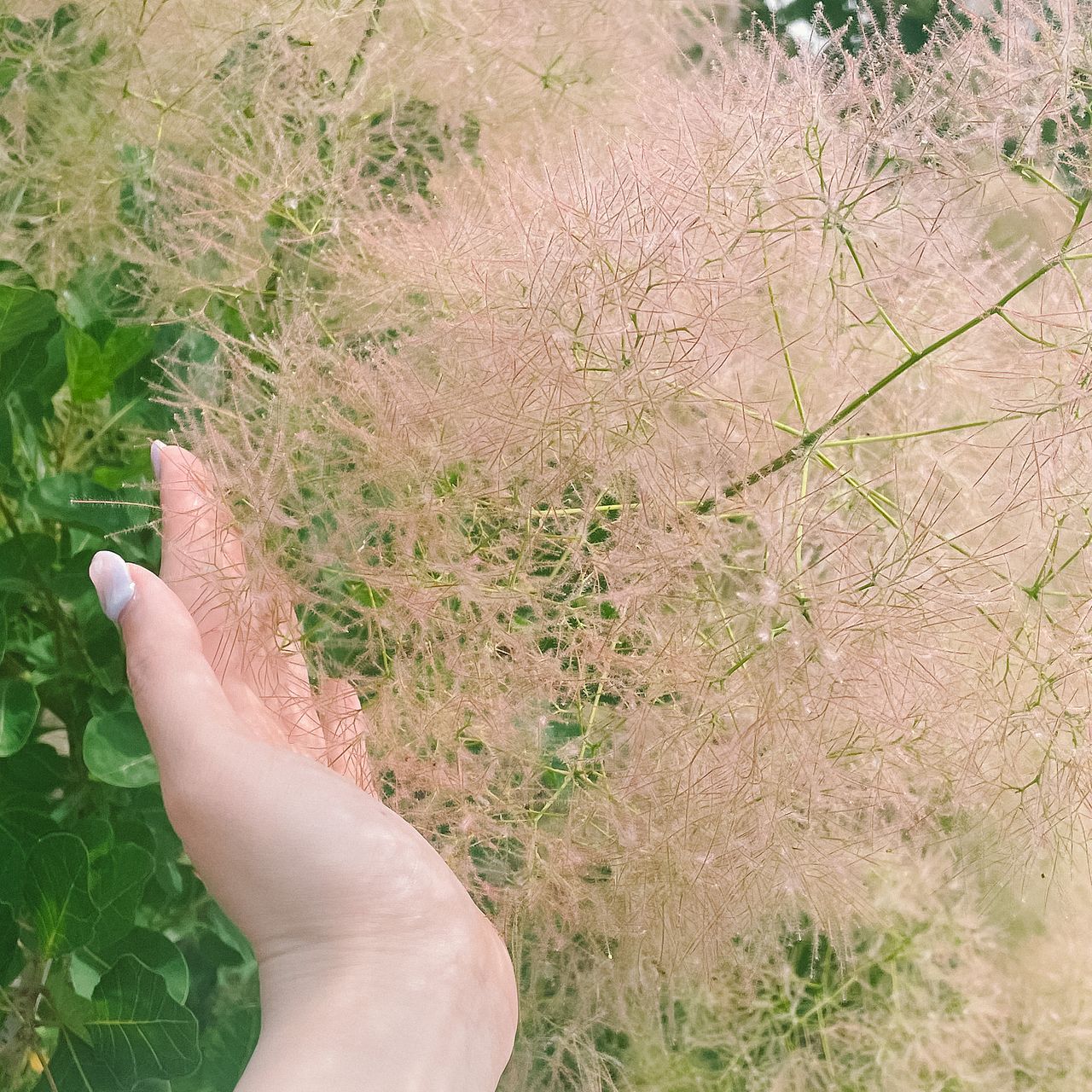 スモークツリーがふわふわになる秘密 | FLOWER｜かわいい花束を【送料