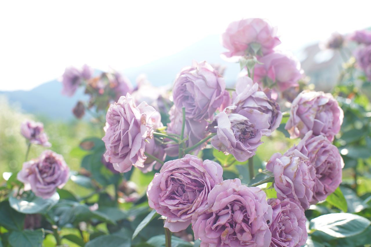 薔薇の花言葉って素敵 バラ（薔薇）の花言葉とは？本数・色ごとの意味を解説 | 花