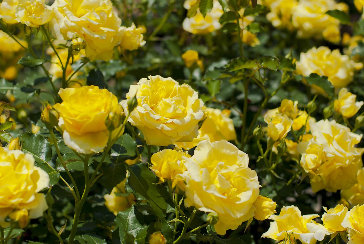 しあわせの黄色い薔薇「輝」24本・特別なギフト しあわせの黄色い薔薇「輝」24本・特別なギフト