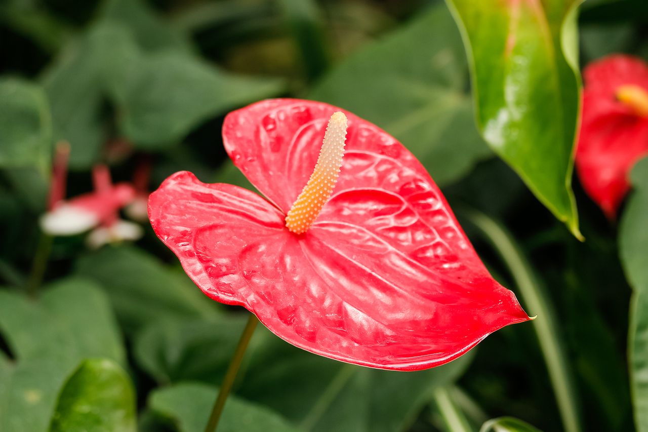 アンスリウムの花言葉をご紹介！色ごとにも花言葉がある | FLOWER 