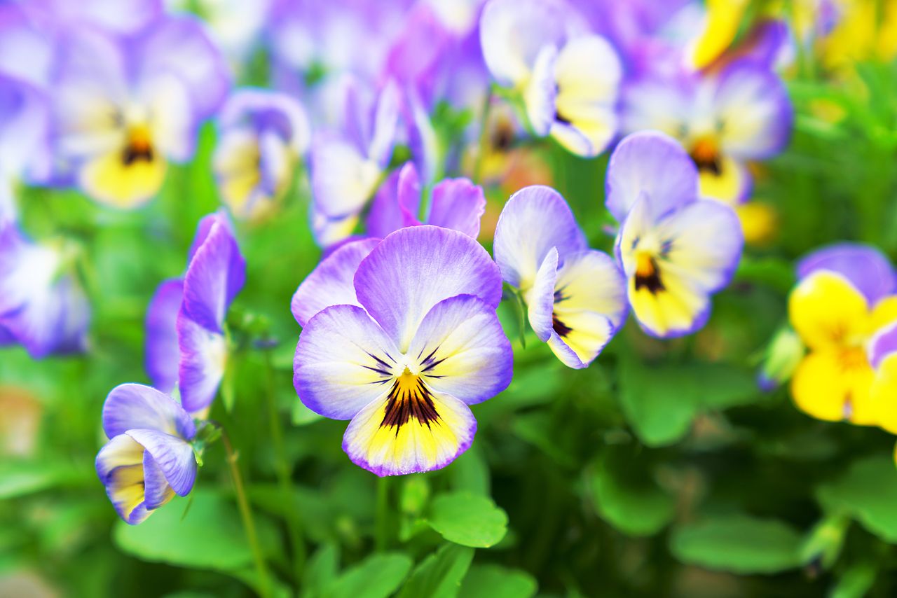 ビオラの花言葉をご紹介！色ごとの花言葉も解説します！ | FLOWER