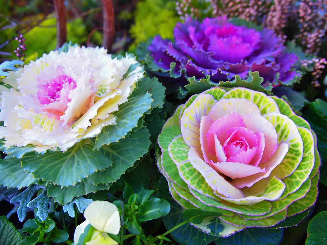 葉牡丹の花言葉をご紹介！特徴や楽しみ方も解説！ | FLOWER｜かわいい