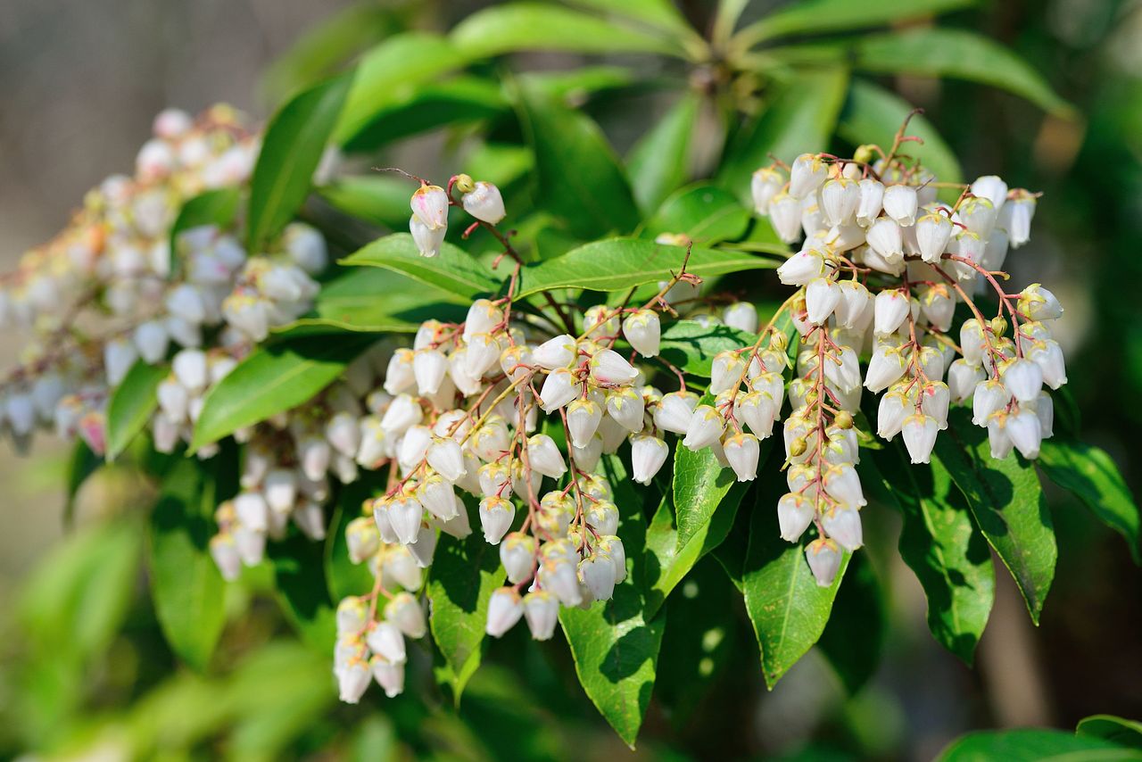 アセビ（馬酔木）の花言葉や特徴、名前の由来を解説！ | FLOWER