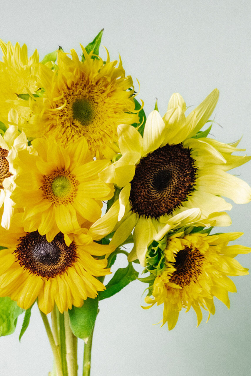 これがひまわり！？個性派品種たち | FLOWER｜かわいい花束を【送料