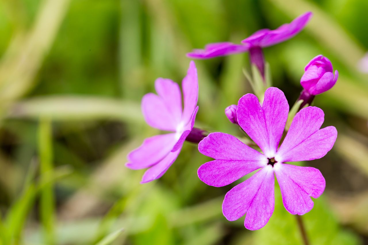 サクラソウの花言葉をご紹介！色によって異なる花言葉も | FLOWER