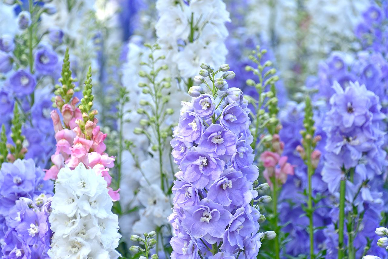 デルフィニウムの花言葉を色ごとに詳しくご紹介！ | FLOWER｜かわいい