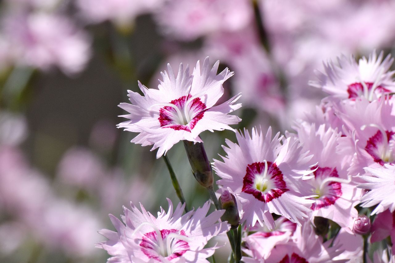 ナデシコの花言葉をご紹介！色ごとにも詳しく解説します | FLOWER