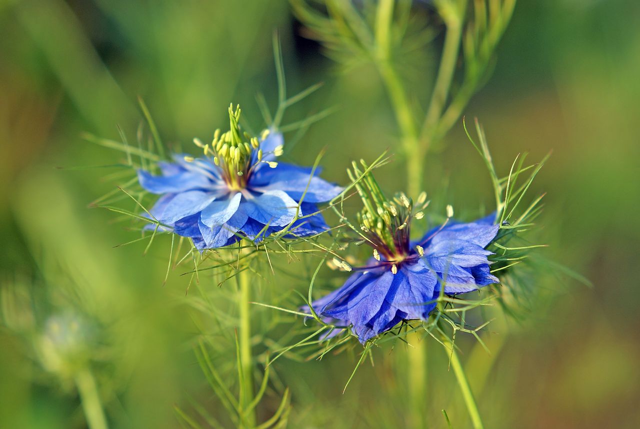 花言葉 large_dc8454ce-1d83-481f-8e49-