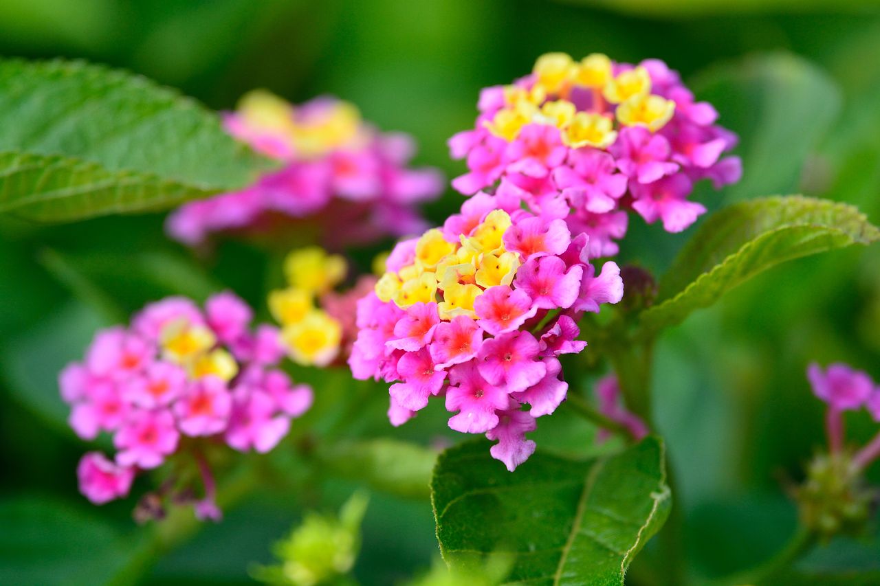 花言葉様 ランタナ｜チョウチョウの集まる華麗なお花の花言葉を紹 | FLOWER