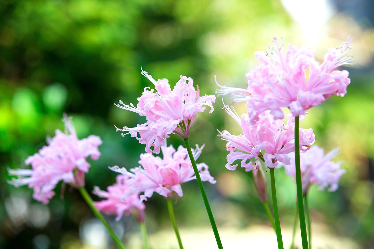 ネリネ 花 言葉