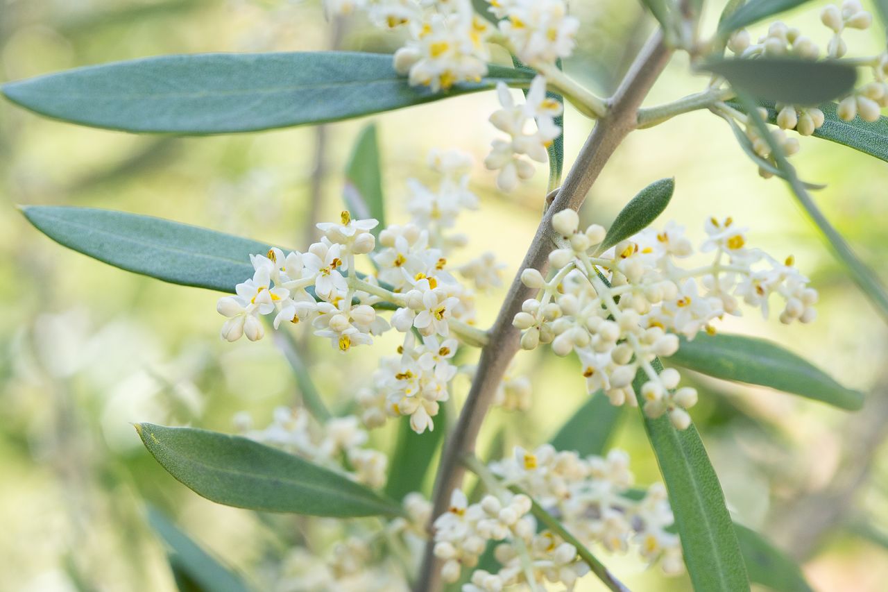 オリーブの花言葉をご紹介！平和の象徴の花言葉とは？ | FLOWER