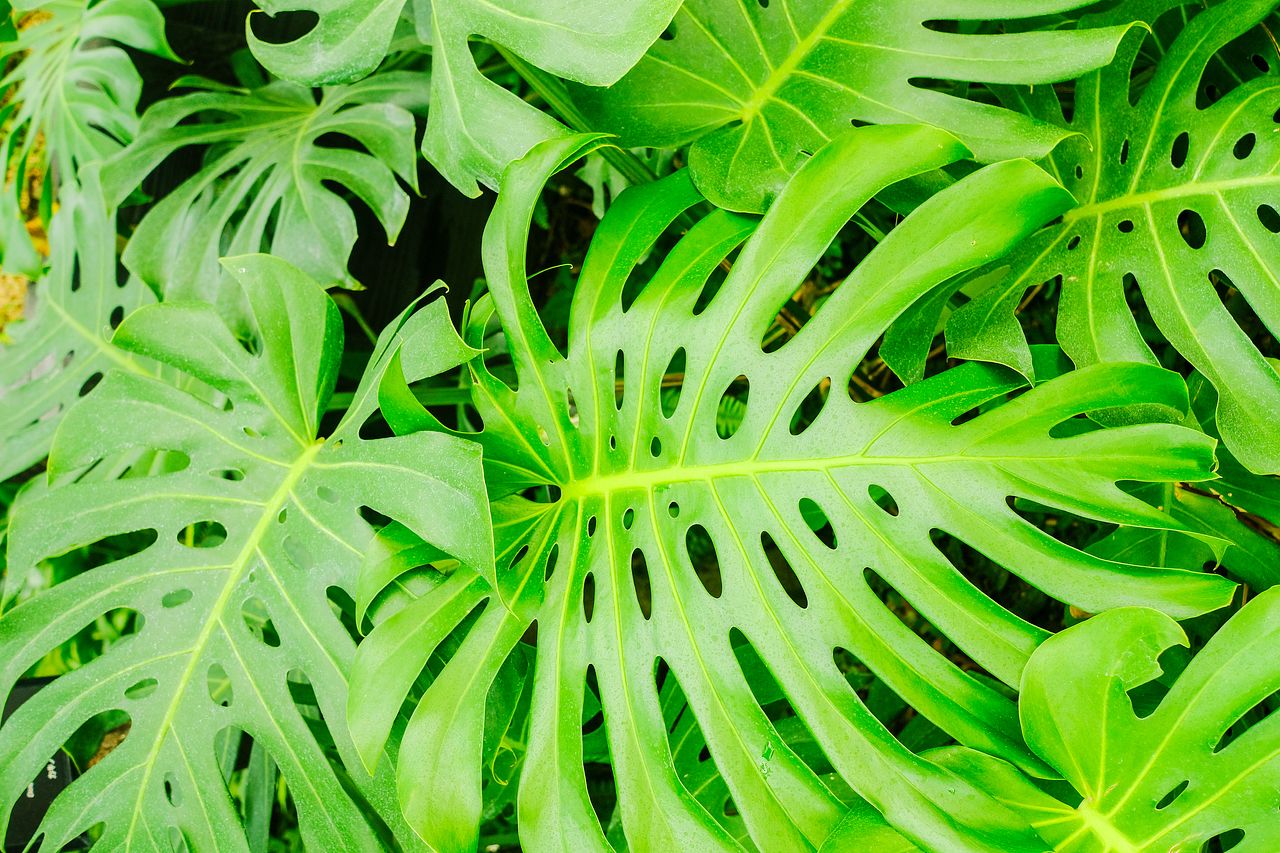 モンステラの花言葉をご紹介！人気の観葉植物の花言葉と | FLOWER