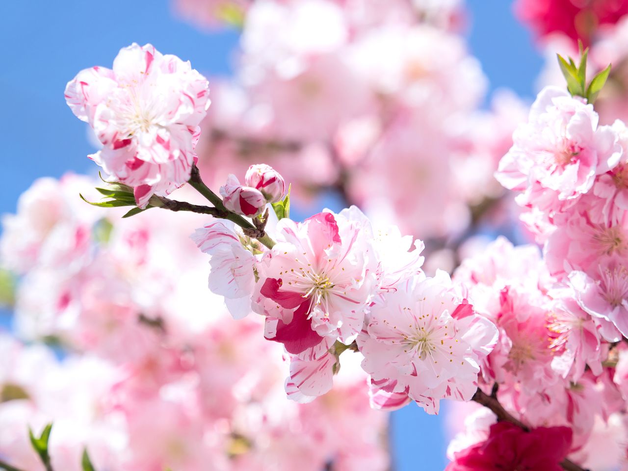 モモの花ページ モモの花言葉は？モモの節句にお花を飾ろう！ | FLOWER｜かわいい花束
