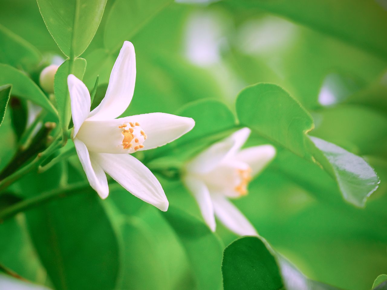 柚子の花 ゆず（柚子）の花言葉をご紹介します！ゆずはお花も魅力 | FLOWER