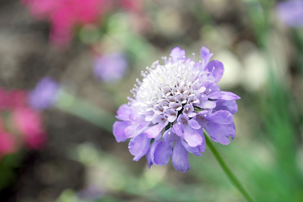 スカビオサの花言葉をご紹介！意外な花言葉を解説！ | FLOWER