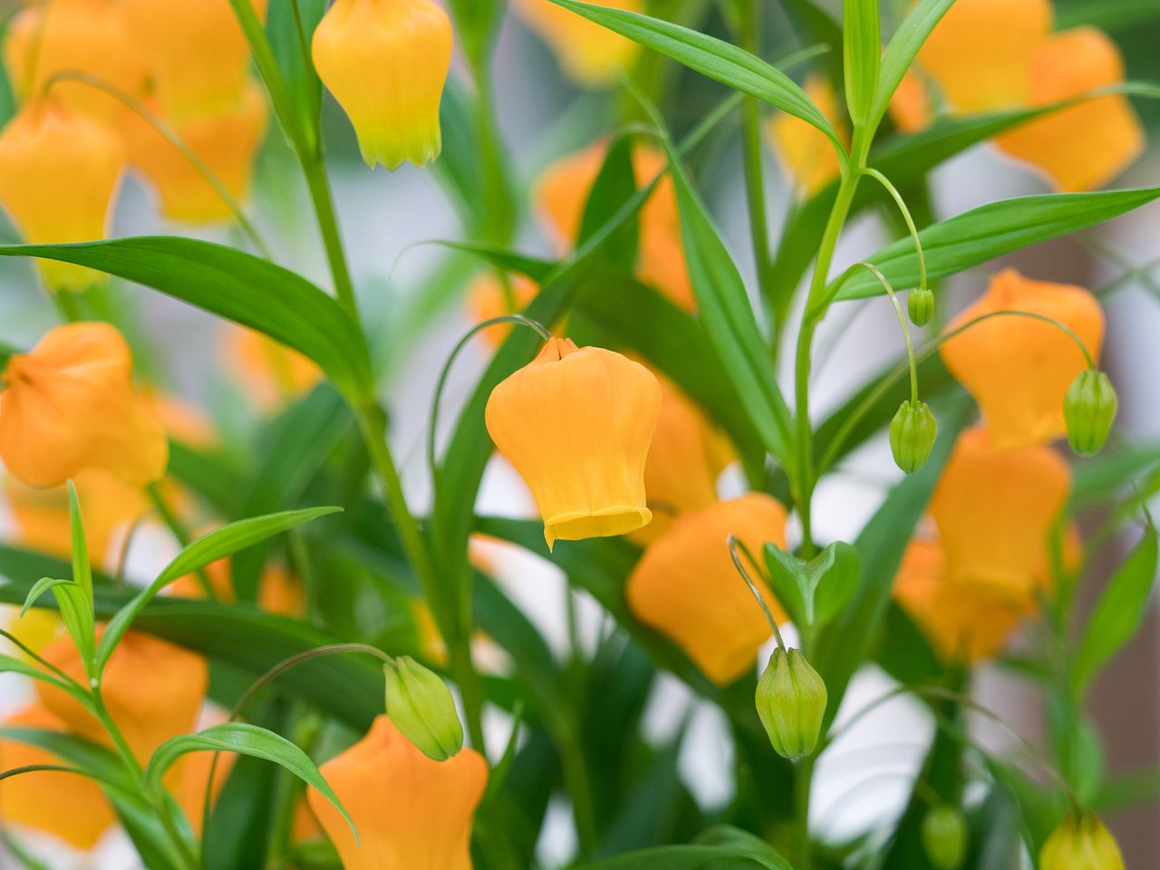 サンダーソニアの花言葉をご紹介！特徴やギフトにおすす | FLOWER