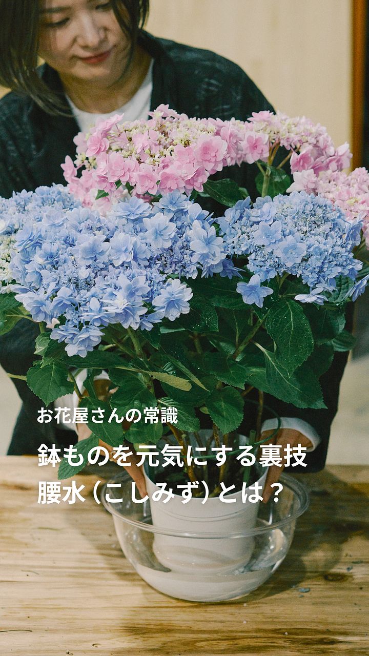 紫陽花がしょんぼりしていたら？腰水を試して！ | FLOWER｜かわいい