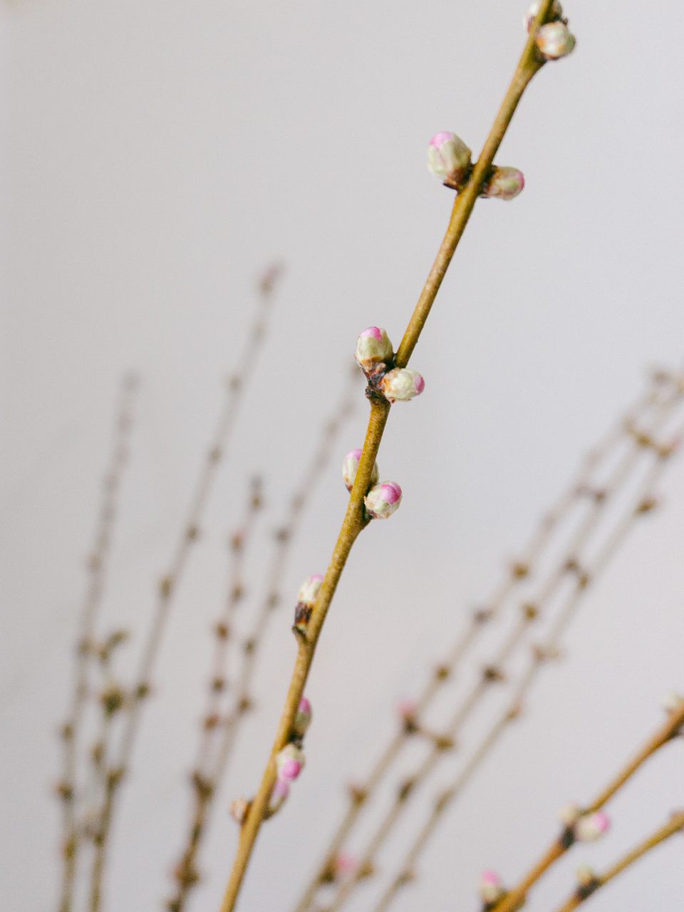 桃の花を咲かせるコツ | FLOWER｜かわいい花束を【送料無料】でお届け