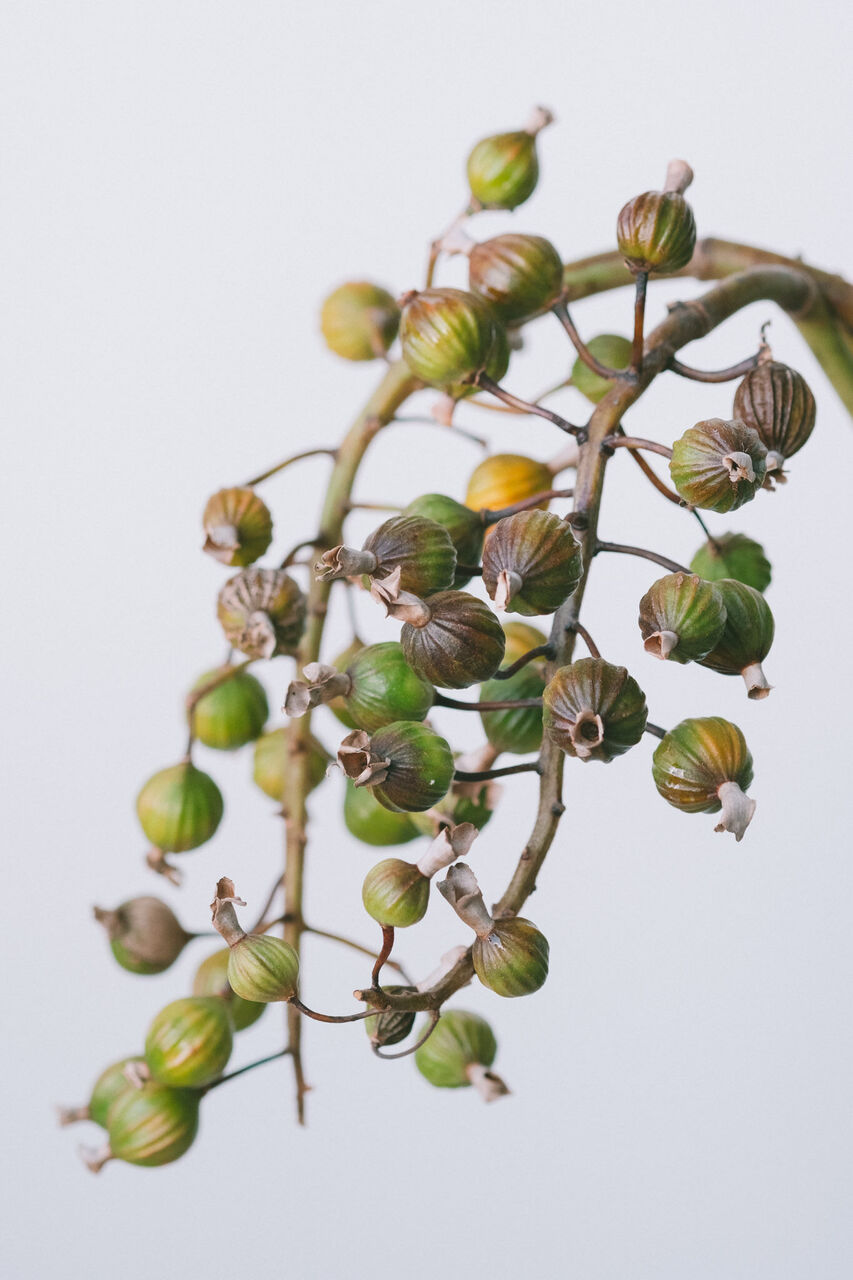 今月のおすすめ「月桃の実」 | FLOWER｜かわいい花束を【送料無料】で
