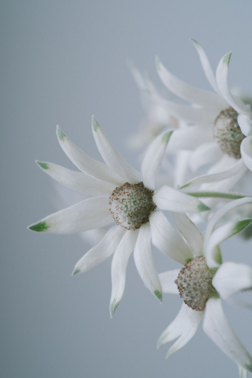 今月のおすすめ「秋のネイティブフラワー」 | FLOWER｜かわいい花束を