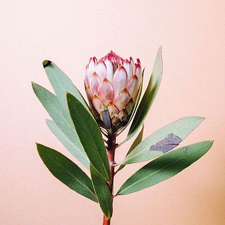 プロテアの葉は黒く変色していることも。個体差のため、品質には問題ありません。気になる場合はやさしく取り除いてください。