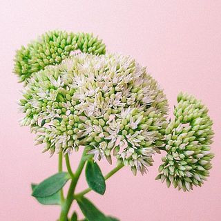 　花の色づきには個体差があります。ご了承ください。