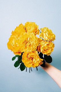 バラ「マンゴーリーバ」